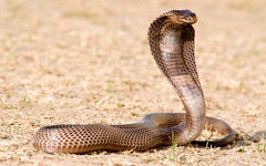 Rattle Snake